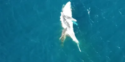 Requin se nourrissant d’une carcasse de baleine à bosse à la dérive au large de Bawley Point