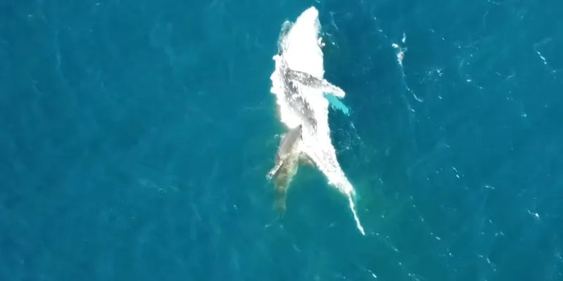 Requin se nourrissant d’une carcasse de baleine à bosse à la dérive au large de Bawley Point