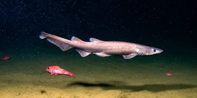 Holbiche brune Apristurus brunneus au-dessus du fond profond