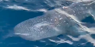 Requin-baleine sous la surface près du bateau de pêche Jamaica dans le canyon Hudson