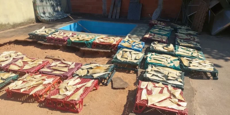 De nombreux ailerons de requin saisis sont disposés dans des caisses à Piúma