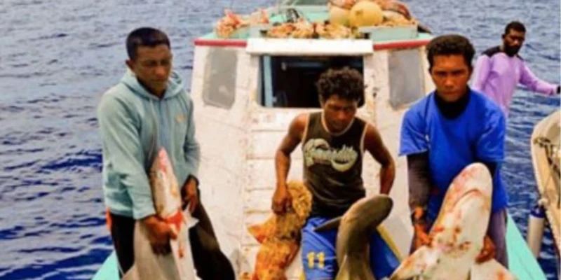 Pêcheurs avec des requins capturés sur un bateau dans les eaux indonésiennes