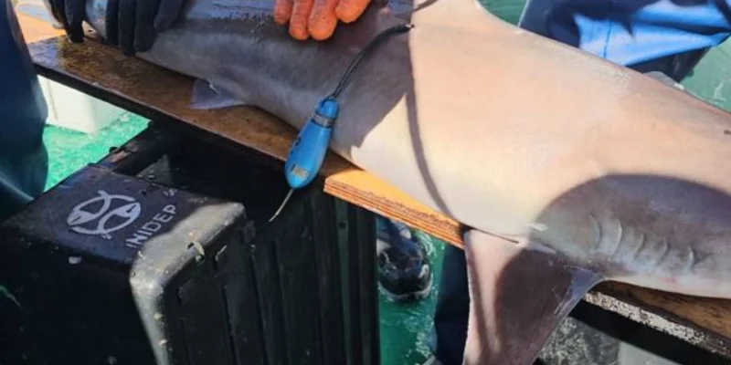 Marquage d’un requin par l’INIDEP