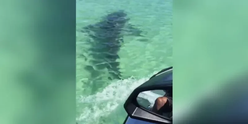 Un jet-ski poursuit un requin