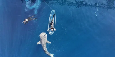 Un très jeune requin-baleine nage près de la surface dans la baie de Saleh, à Sumbawa
