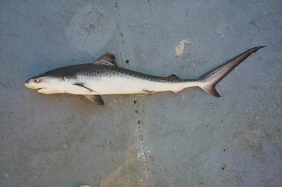 Jeune requin tigre galeocerdo cuvier mort sur un sol en béton