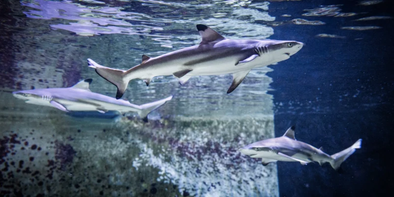 Trois jeunes requins à pointes noires nagent dans un aquarium du musée d’histoire naturelle de Karlsruhe