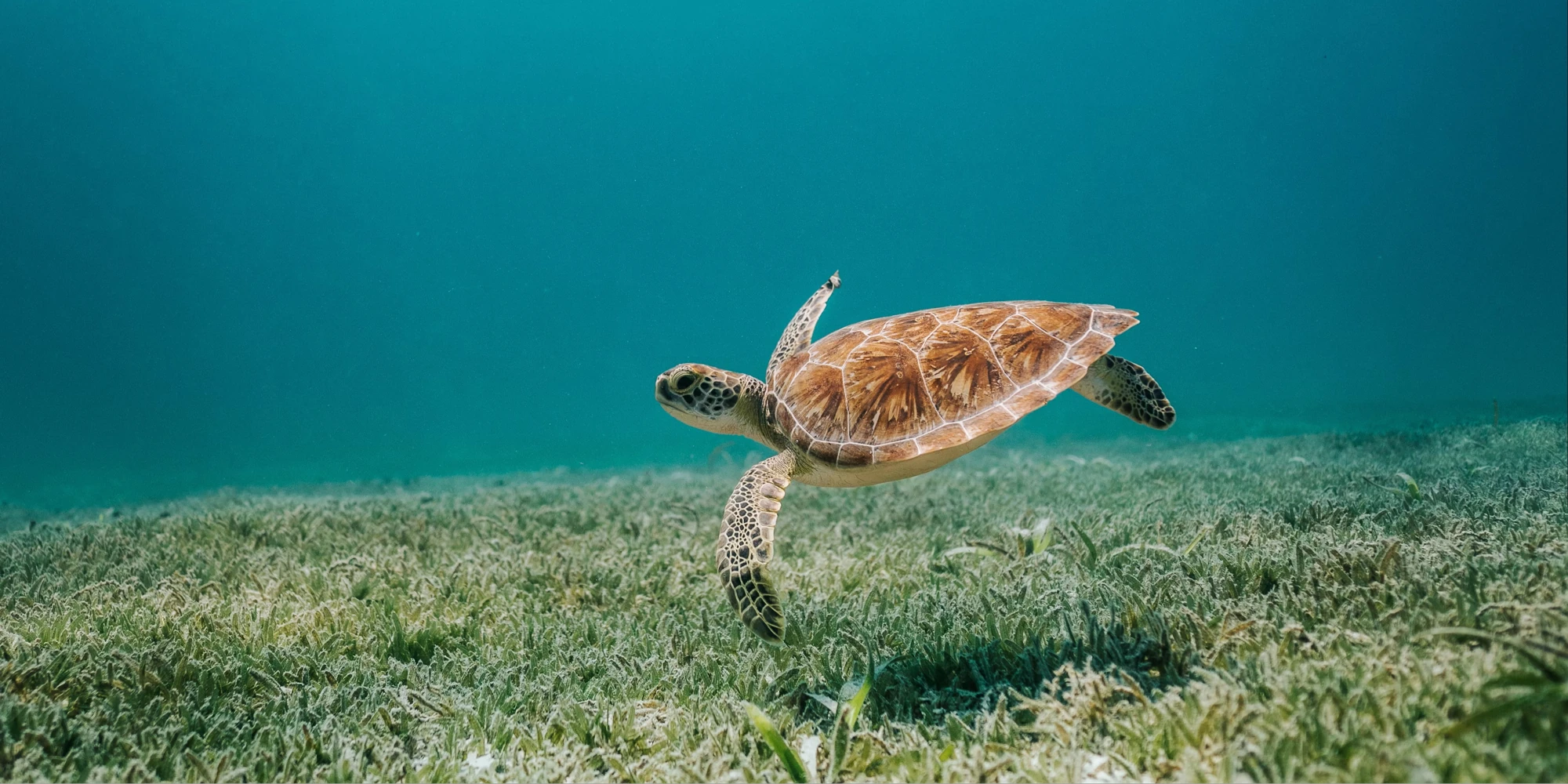 Tortue marine nageant dans la mer au large d'Aruba