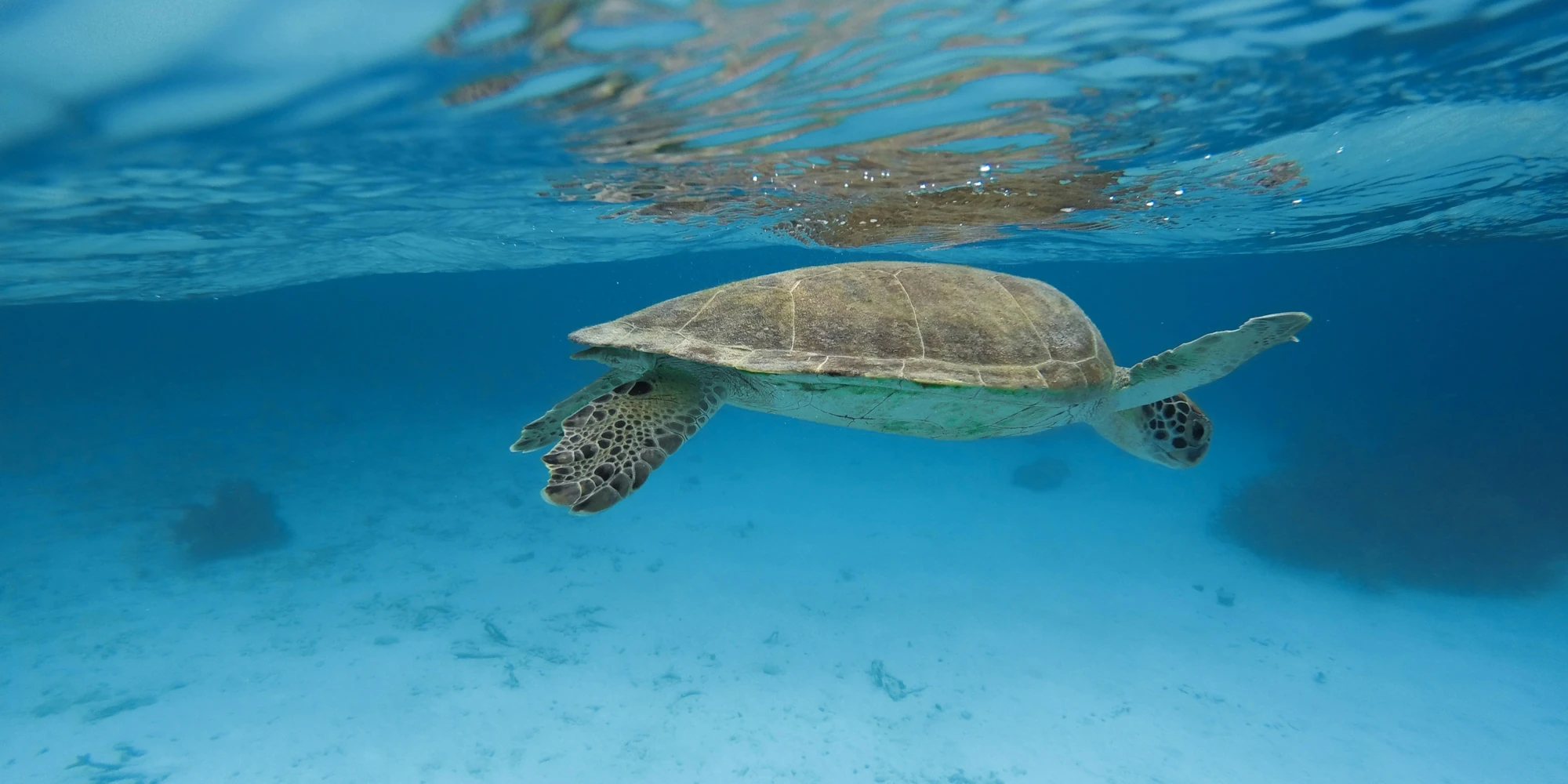 Tortue marine nageant sous la surface au large de Bonaire