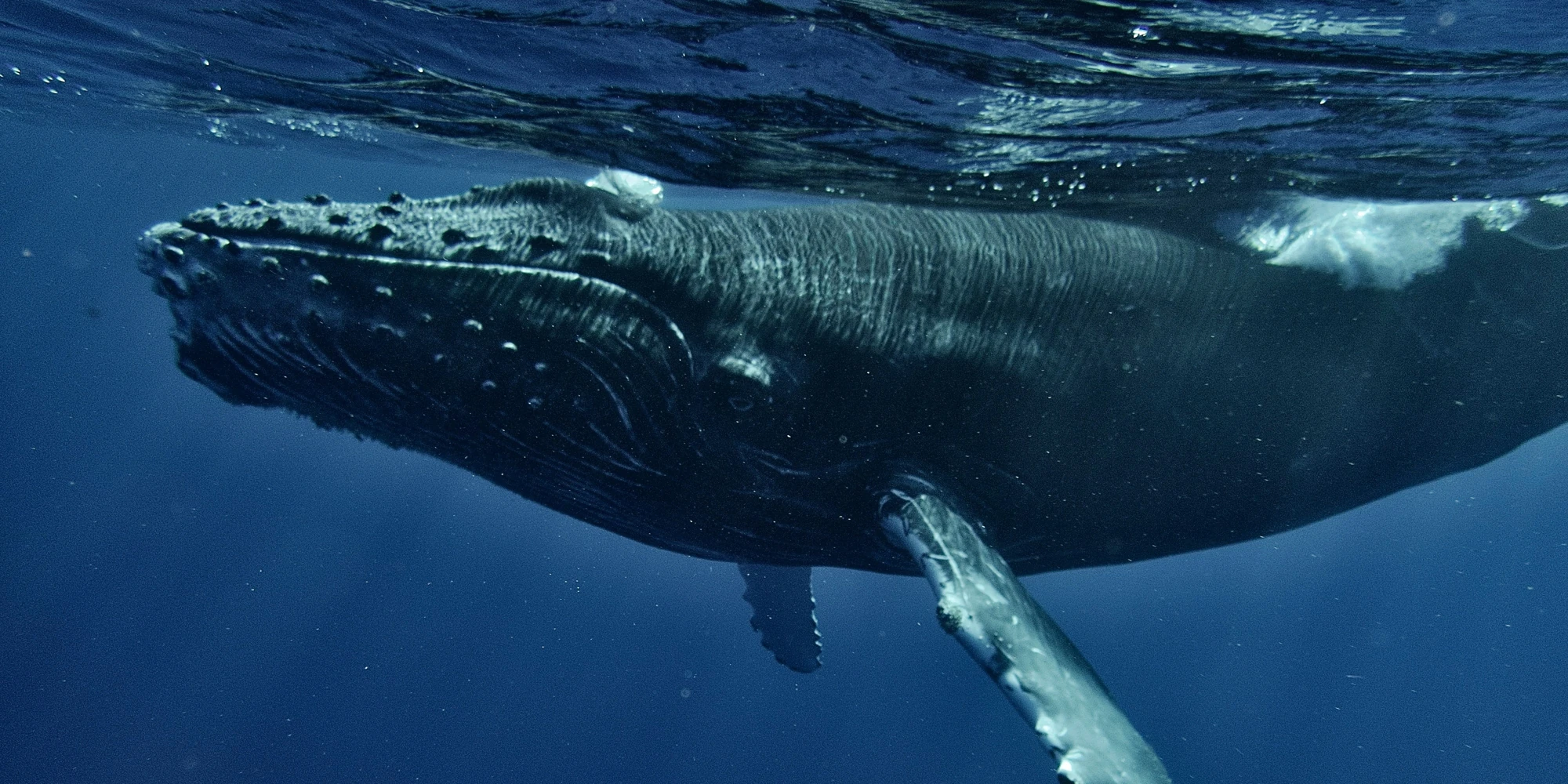 Baleine à bosse à la surface au large du Groenland