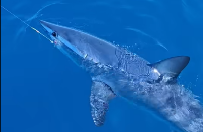 Mako à nageoires courtes au bout d’une ligne près d’un bateau au large de Livourne Mako à nageoires courtes au bout d’une ligne près d’un bateau au large de Livourne