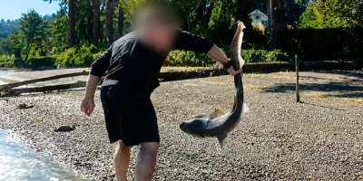 Un homme tient un requin à museau large par la queue lors d'une enquête dans l'État de Washington