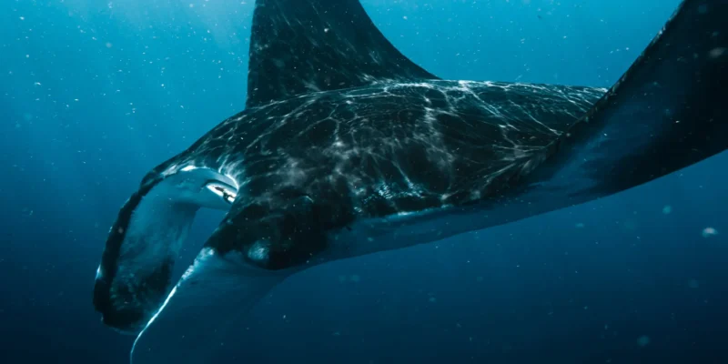 Raie manta en pleine eau bleue