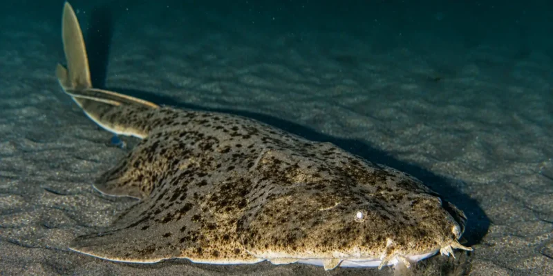 Ange de mer commun Squatina squatina posé sur le sable