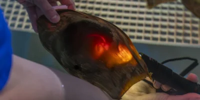 Des soigneurs éclairent une capsule d’œuf de requin-zèbre pour observer l’embryon