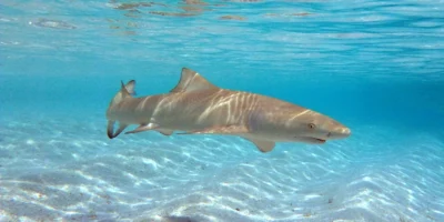 Requin-citron faucille (Negaprion acutidens) nageant au-dessus d’un fond sableux aux Maldives