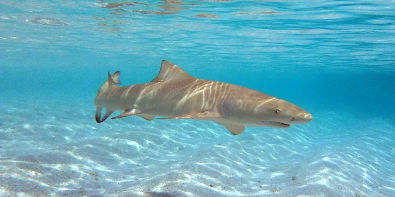 Requin-citron faucille (Negaprion acutidens) nageant au-dessus d’un fond sableux aux Maldives