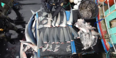 Un agent de contrôle de la NOAA inventorie des ailerons de requin sur un navire de pêche