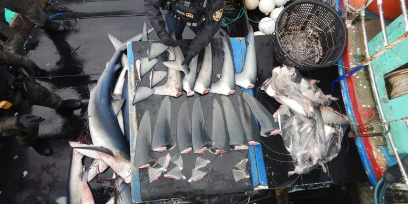 Un agent de contrôle de la NOAA inventorie des ailerons de requin sur un navire de pêche