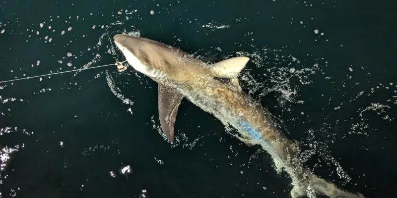 Jeune requin sombre à la surface avec une balise satellite sur la nageoire dorsale