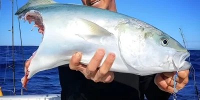 Un pêcheur tient un poisson mordu par un requin