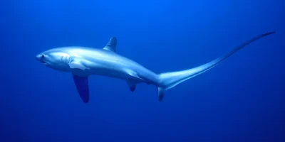 Requin-renard pélagique Alopias pelagicus en pleine eau bleue Requin-renard pélagique Alopias pelagicus en pleine eau bleue