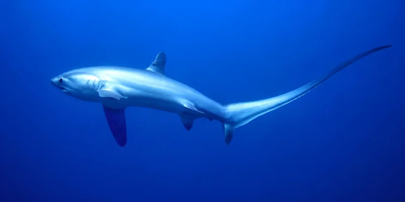 Requin-renard pélagique Alopias pelagicus en pleine eau bleue