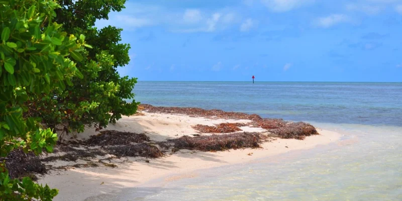 Plage de sable, mangroves et eaux peu profondes à Boca Grande Key, dans les Keys de Floride
