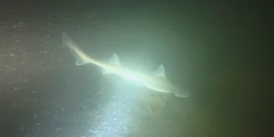 Requin éclairé par une lampe de plongée à Plompe Toren, image du film de Bram Lamens