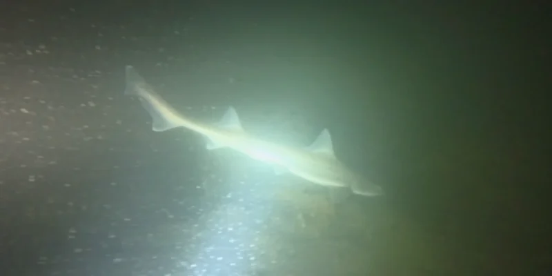 Requin éclairé par une lampe de plongée à Plompe Toren, image du film de Bram Lamens
