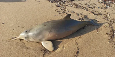 Dauphin de La Plata (Pontoporia blainvillei) échoué sur une plage