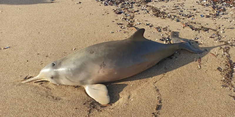 Dauphin de La Plata (Pontoporia blainvillei) échoué sur une plage