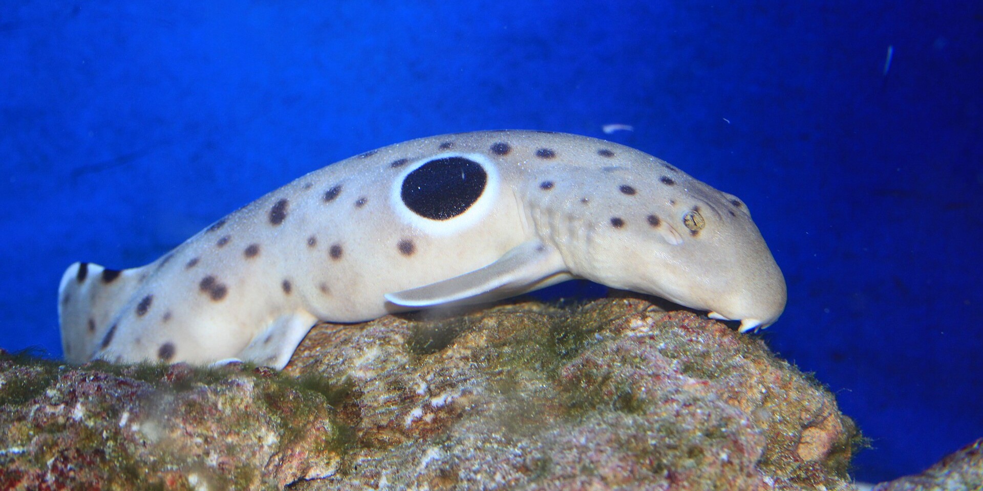 Requin épaulette Hemiscyllium ocellatum