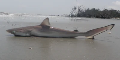 requin aiguille de l’Atlantique est situé sur la plage de Hunting Island en Caroline du Sud.
