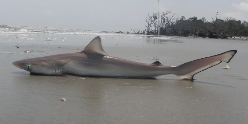 requin aiguille de l’Atlantique est situé sur la plage de Hunting Island en Caroline du Sud.