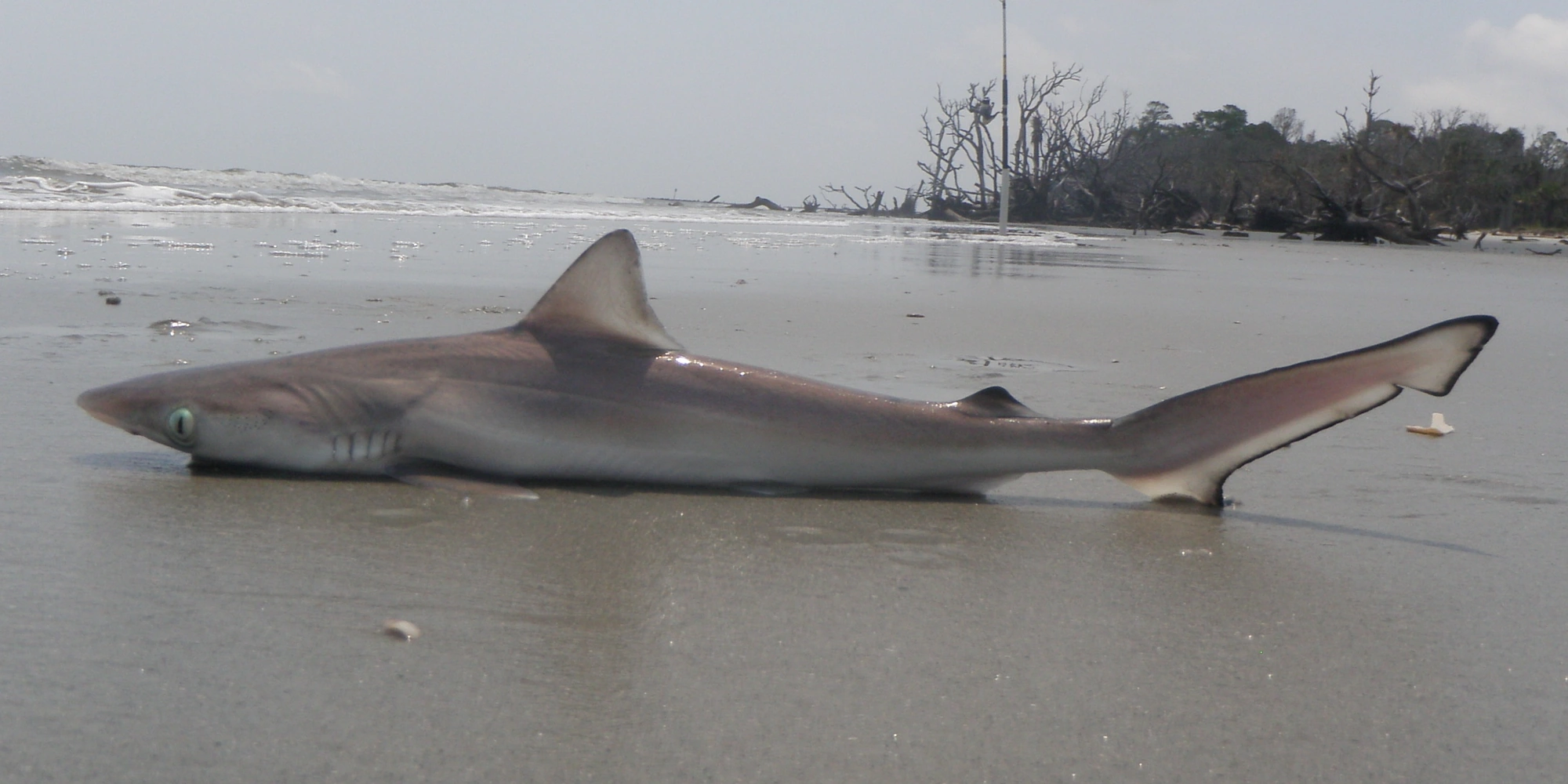 requin aiguille de l’Atlantique est situé sur la plage de Hunting Island en Caroline du Sud.