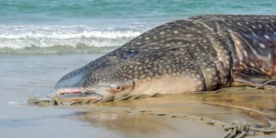 Requin-baleine échoué sur une plage