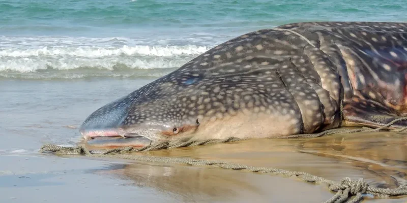 Requin-baleine échoué sur une plage
