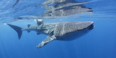 Requin-baleine près de la surface au large d’Isla Mujeres