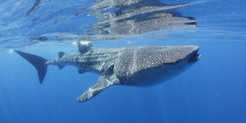 Requin-baleine près de la surface au large d’Isla Mujeres