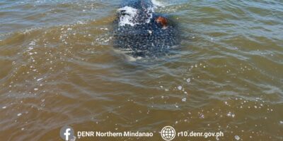 Requin-baleine mort (Rhincodon typus) dans les eaux côtières peu profondes au large de Bolisong