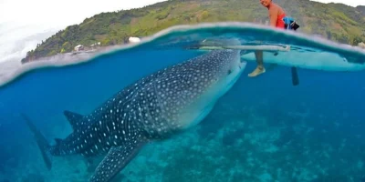 Requin-baleine nageant juste sous la surface au large d’Oslob, Cebu