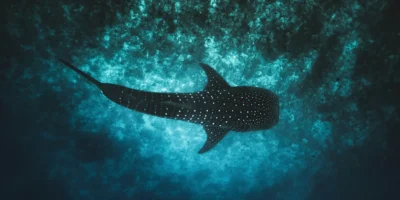 Requin-baleine vu d'en haut