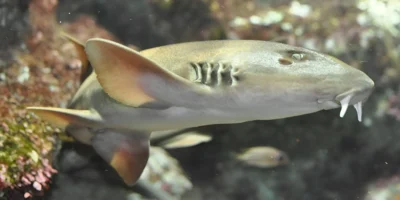 Requin bambou gris Chiloscyllium griseum à Oceanopolis