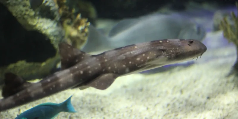 Requin bambou à points blancs Chiloscyllium plagiosum
