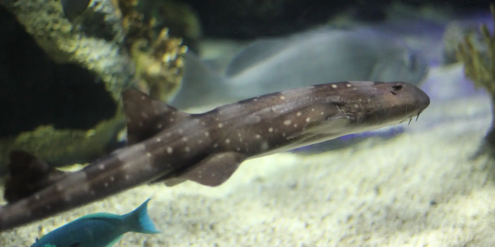 Requin bambou à points blancs Chiloscyllium plagiosum