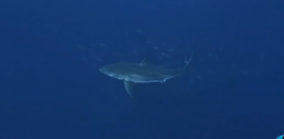 Requin blanc dans le bleu au banc Princesse Alice, au large des Açores Requin blanc dans le bleu au banc Princesse Alice, au large des Açores