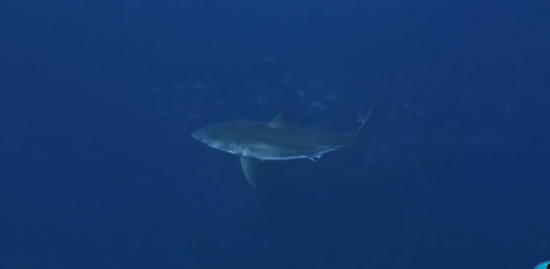 Requin blanc dans le bleu au banc Princesse Alice, au large des Açores