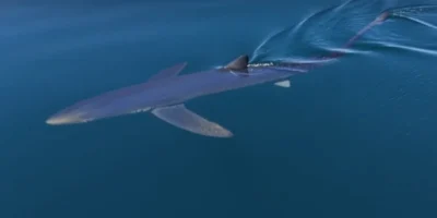 Requin bleu nageant près de la surface de la mer au large d’Almuñécar