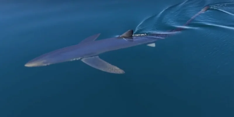 Requin bleu nageant près de la surface de la mer au large d’Almuñécar